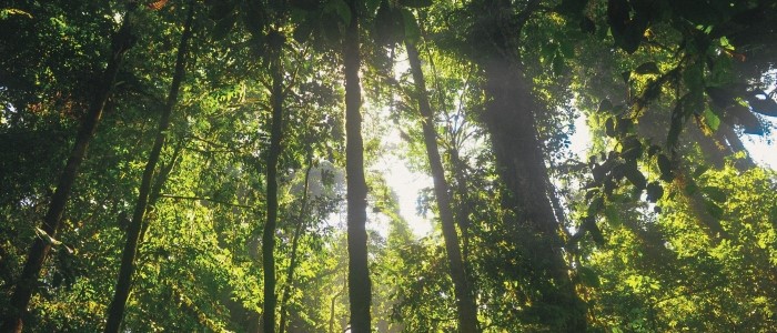 Four large trees in a forest with dark green leaves