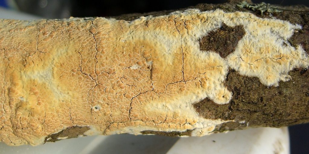 How to combat fungal decay in timber International Timber